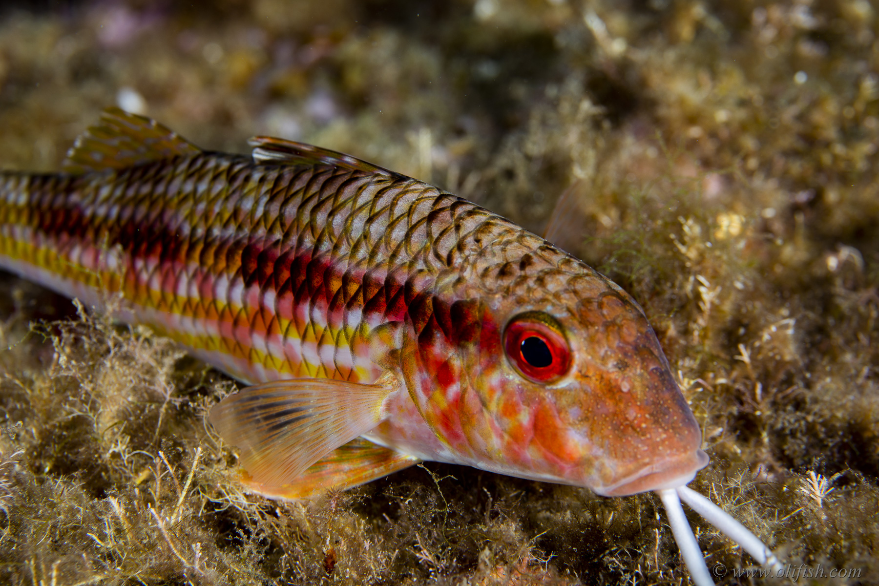 Olifish Portfolio D Olivier Colli