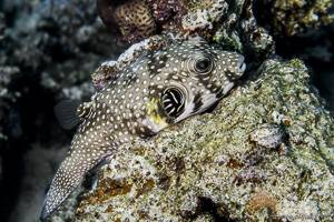 White-spotted puffer - Arothron hispidus