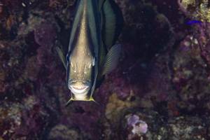Orbicular batfish - Platax orbicularis