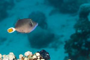 Bluethroat triggerfish - Sufflamen albicaudatum