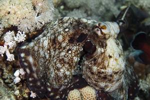 Common Octopus - Octopus cyanea