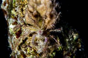 Weichkorallen spinnenkrabbe - Achaeus spinosus