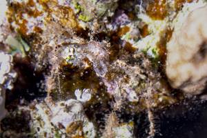 Weichkorallen spinnenkrabbe - Achaeus spinosus