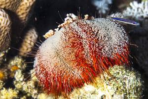 Pincushion Hairy Urchin - Tripneustes gratilla