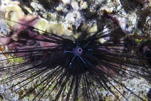 Banded diadem urchin - Diadema savignyi