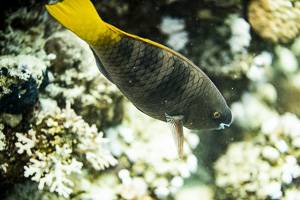 Redfin Parrotfish - Sparisoma rubripinne