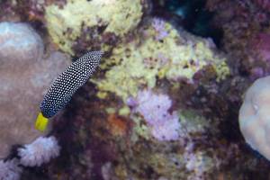Spotted Wrasse - Anampses meleagrides