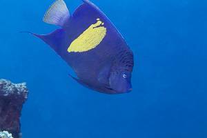 Yellowbar angelfish - Pomacanthus maculosus