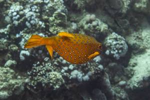 Yellow boxfish - Ostracion cubicus