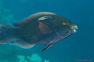 Dusky parrotfish - Scarus niger