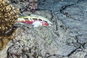 Red Sea goatfish - Parupeneus forsskali