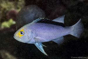 Yellowfin soapfish - Diploprion drachi