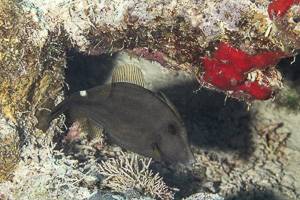Broom filefish - Amanses scopas