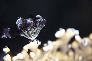 Black and white sea lily - Tropiometra carinata