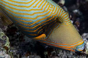 Orange-lined triggerfish - Balistapus undulatus