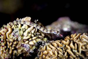 Netz Seenadel - Corythoichthys flavofasciatus