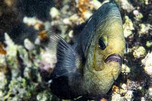 Dreipunkt Preussenfisch - Dascyllus Trimaculatus
