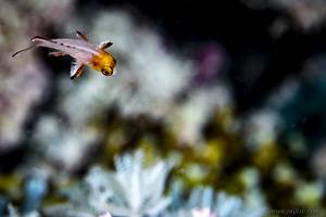 Lyretail hogfish - Bodianus anthioides