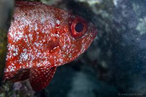 Riff Großaugenbarsch - Priacanthus hamrur