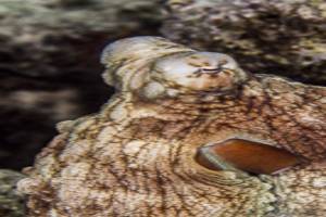 Großer Blauer Krake - Octopus cyanea