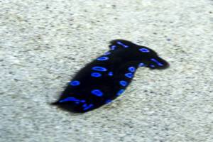 Headshield slug - Chelidonura livida