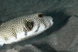 Weißfleck Kugelfisch - Arothron hispidus