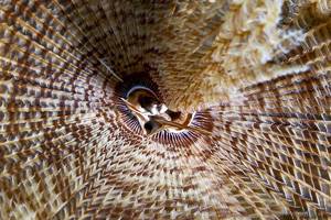 Röhrenwurm - Sabellastarte magnifica