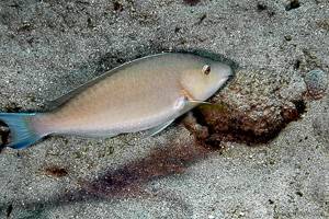 Candelamoa Parrotfish - Hipposcarus harid