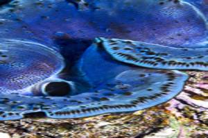 Schuppige Riesenmuschel - Tridacna gigas