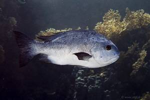 Black and white snapper - Macalor niger