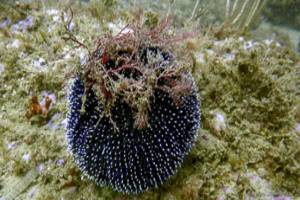 Purple-Spined Sea Urchin - Sphaerechinus granularis