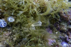 Transparent seasquirt - Clavelina lepadiformis