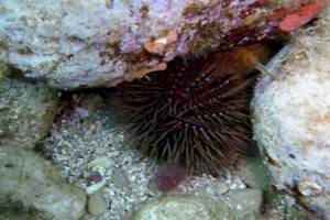 Purple sea urchin - Paracentrotus lividus