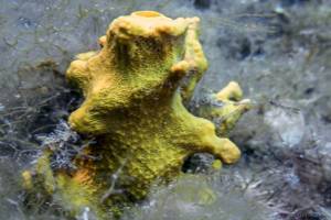Sponge - Aplysina aerophoba
