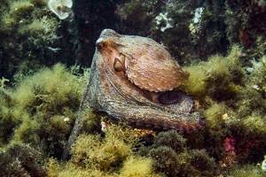 Gemeiner Krake - Octopus Vulgaris