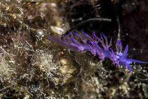 affinis seaslug - Flabellina affinis