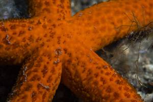 Red starfish - Echinaster sepositus