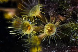 Gelbe krustenenemone - Parazoanthus axinellae