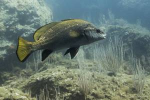 Rabenfish - Sciaena umbra