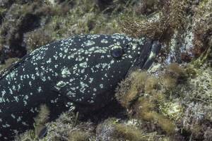 Dusky grouper - Epinephelus marginatus