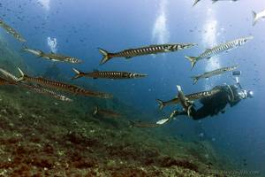 Großer Barracuda - Sphyraena barracuda