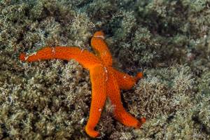 Red starfish - Echinaster sepositus