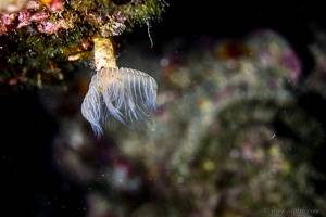 Feather duster worm - Sabella spallanzanii