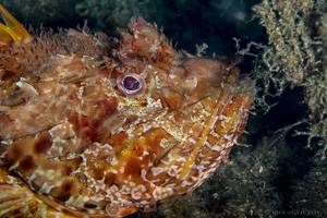 Red scorpionfish - Scorpaena scrofa