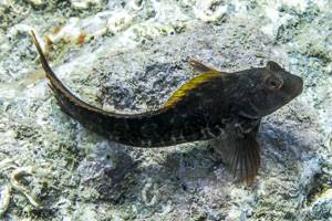 Vandervekeni Schleimfisch - parablennius pilicornis