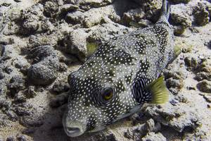 White-spotted puffer - Arothron hispidus