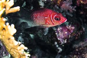 Silverspot squirrelfish - Sargocentron caudimaculatum