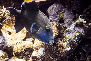 Yellow-spotted triggerfish - Pseudobalistes fuscus