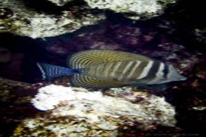 Red Sea Sailfin Tang - Zebrasoma desjardinii