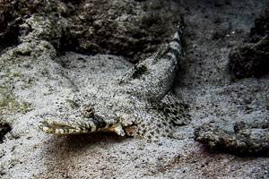 Krokodilfisch - Papilloculiceps longiceps